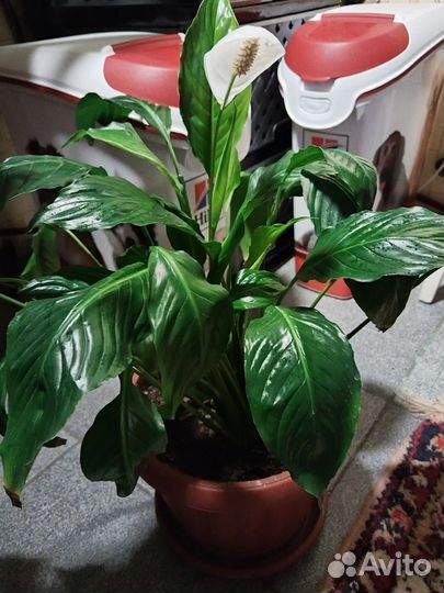 Комнатные 1