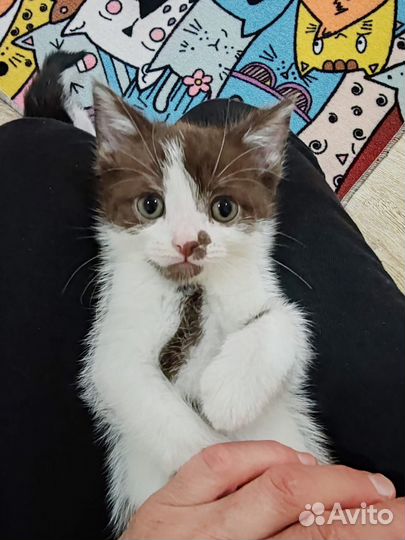Кошки