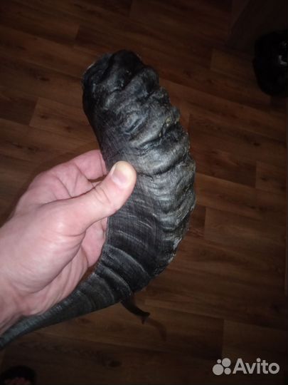 Рога горного барана