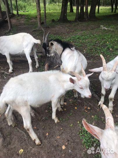 Козлята