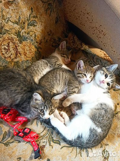 Котята в добрые руки, приучены к лотку