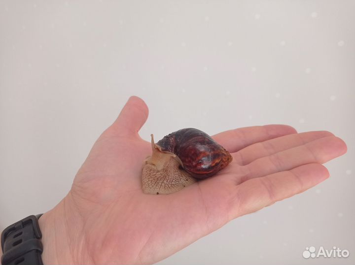Улитки ахатины