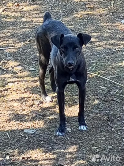 Охотничья собака породы паттердейл- терьер