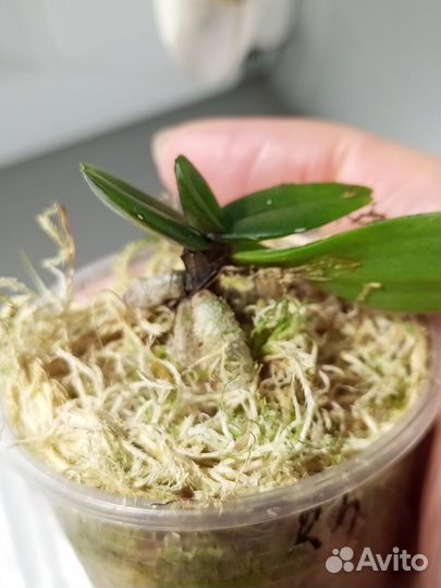 Орхидея ринхостилис