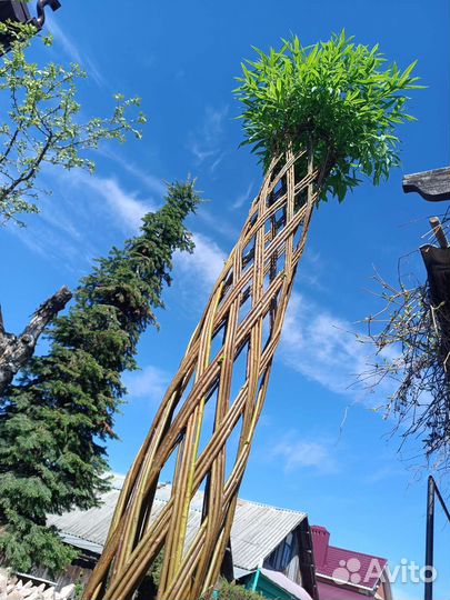 Плетëное дерево из ивы