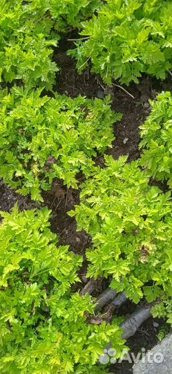 Девичья ромашка