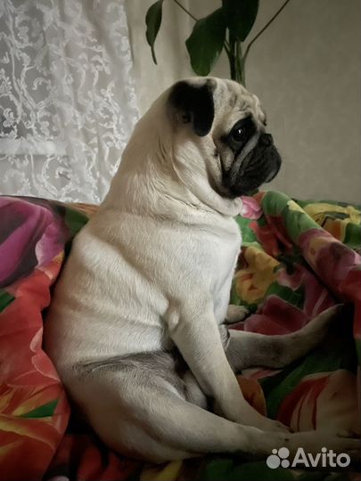 Мопс вязка мальчик