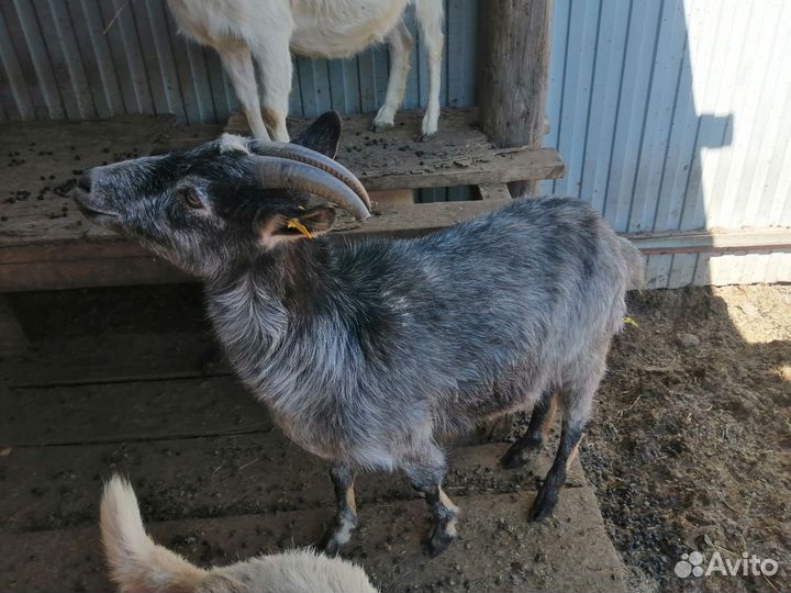 Коза нубийская, поросята венгерские