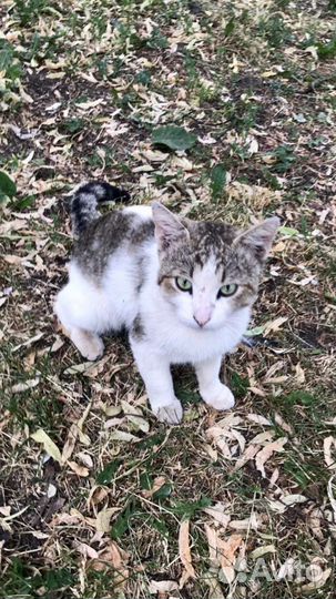 Кот в добрые руки