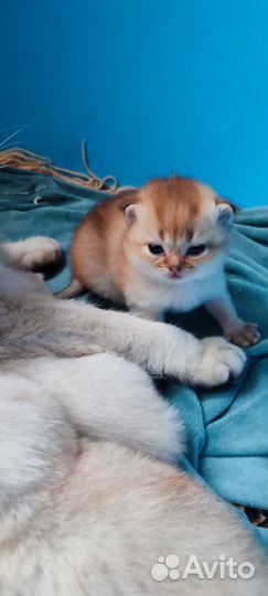 Шотландская шиншилла