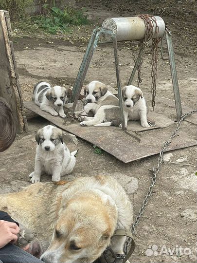 Щенки Среднеазиатская овчарка Алабай Сао