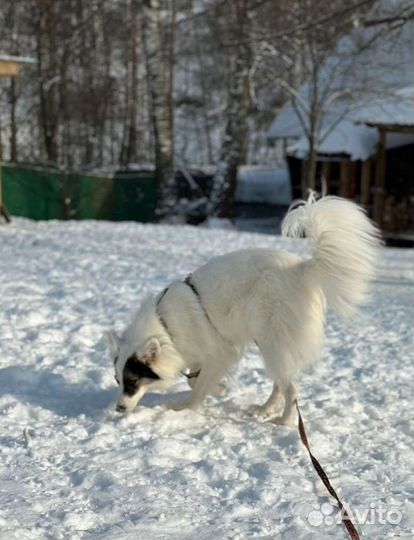 Собака в дар