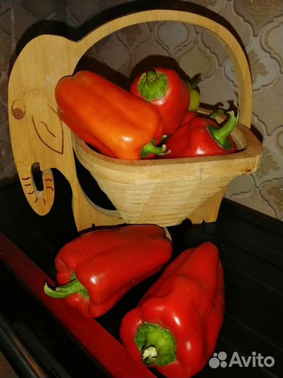 Рассада помидор и перцев