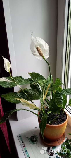 Спатифиллум детки