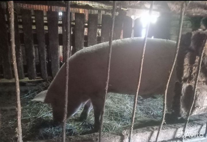 Хряк на племя