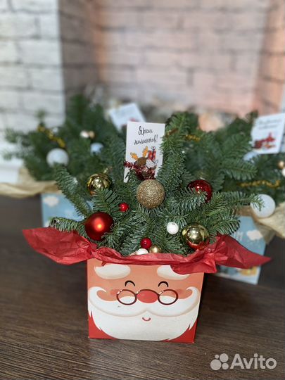 Композиции из нобилиса