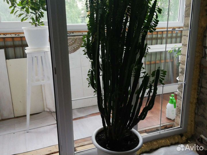 Кактус молочай