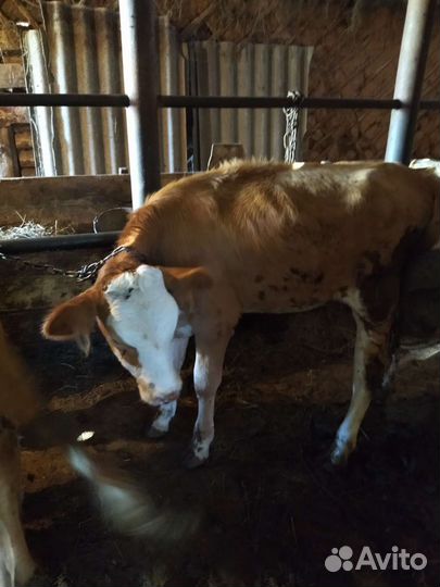 Бычок и 2 телки (6мес)