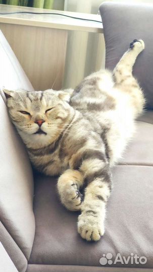 Шотландский вислоухий кот вязка
