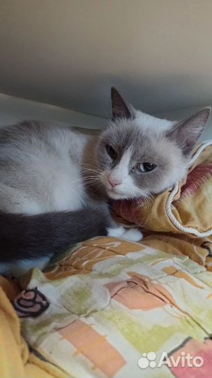 Кошка