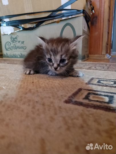 Котятки в добрые руки