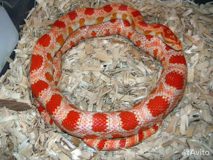 Маисовый полоз