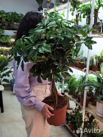 Шеффлера Нора на штамбе, декоративно-лиственные