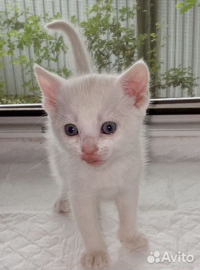 Отдам двух белых котят