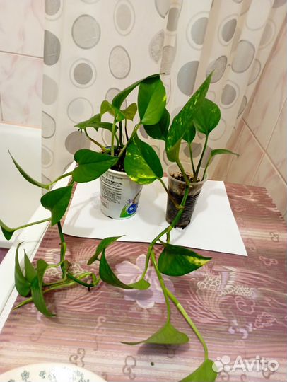 Сциндапсус золотистый обновлено 9 октября