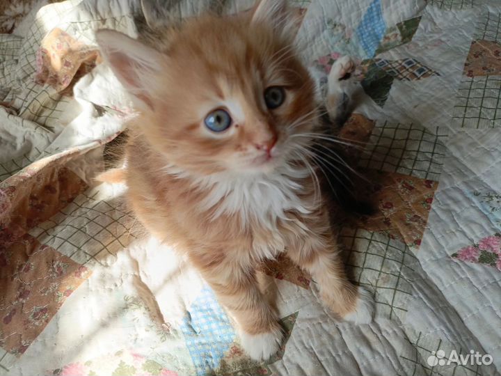 Кошка