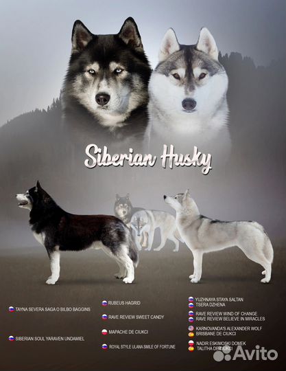 Щенки сибирской хаски