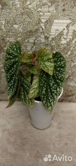 Бегония Кейн