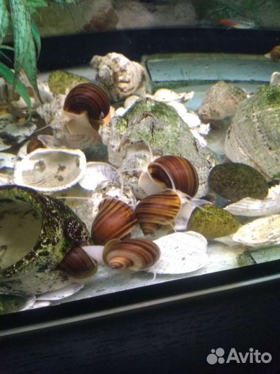 Улитки ампулярии