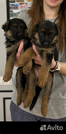 Щенки немецкой овчарки черные и чепрачные
