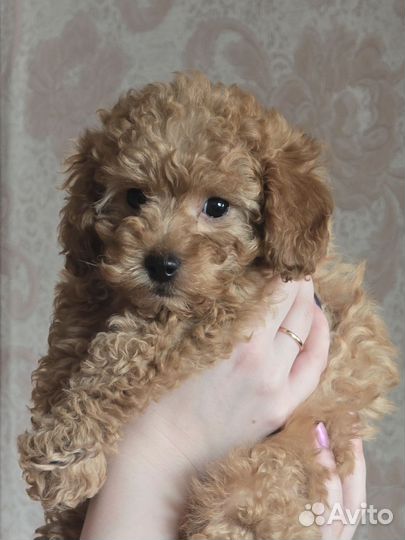 Щенки той пуделя