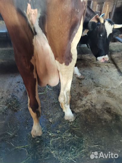 Корова первотелка. Нетель