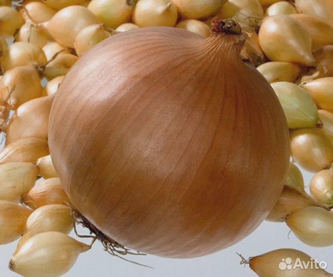 Лук Репчатый Геркулес Луковицы