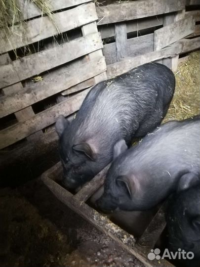 Вьетнамские вислобрюхие свинки