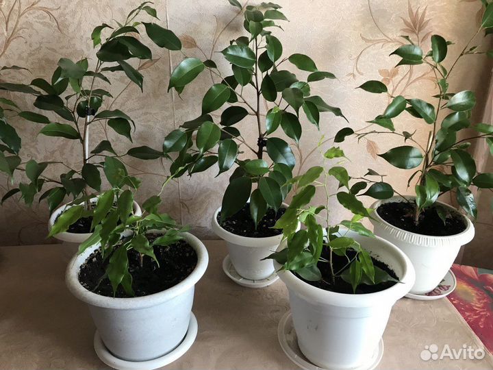 Фикус бенджамина