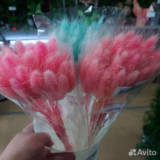 Роза, лагурус