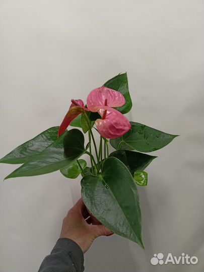 Антуриум Sweet Dream