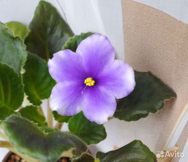 Цветущая фиалка