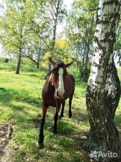 Лошадь кобыла