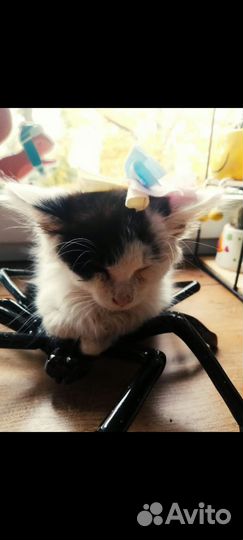 Отдам в добрые руки котенка девочку