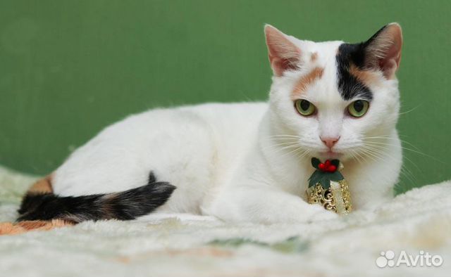 Белая красотка в дар