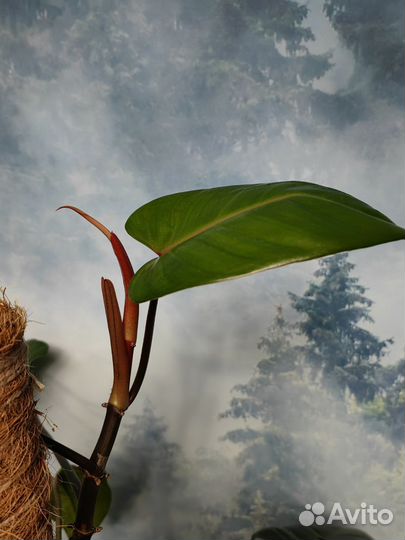 Филодендрон краснеющий 35, 70 см, по 3 ствола