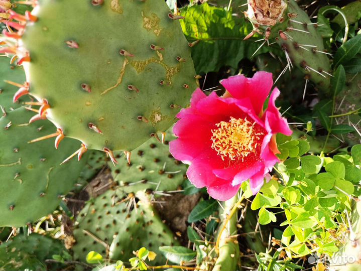 Молодило,каменная роза, опунции, суккуленты