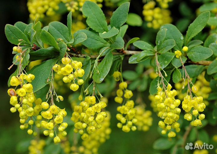 Барбарис обыкновенный: красный, зеленый