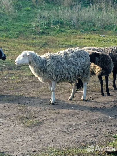 Животные,мясо, романовские овцы, баранина