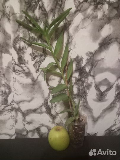 Эпидендрум орхидея